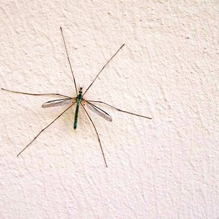 Peinture insecticide