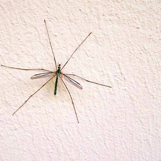 Peinture insecticide